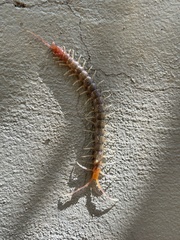 Scolopendridae