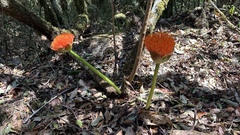 Scadoxus puniceus