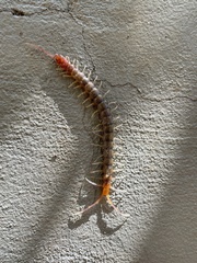Scolopendridae