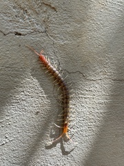 Scolopendridae