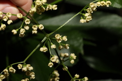Sambucus australasica