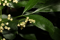 Sambucus australasica