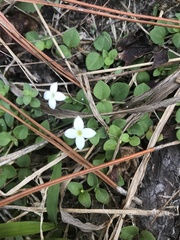 Houstonia procumbens
