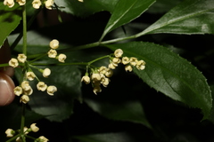 Sambucus australasica
