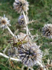 Ephippiger terrestris