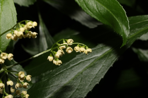 Image of Sambucus australasica by (c) Greg Tasney, some rights reserved (CC BY-SA)