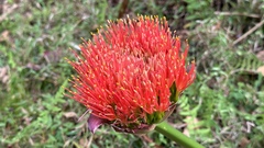 Scadoxus puniceus