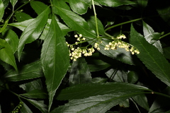 Sambucus australasica