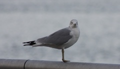 Larus delawarensis
