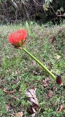 Scadoxus puniceus