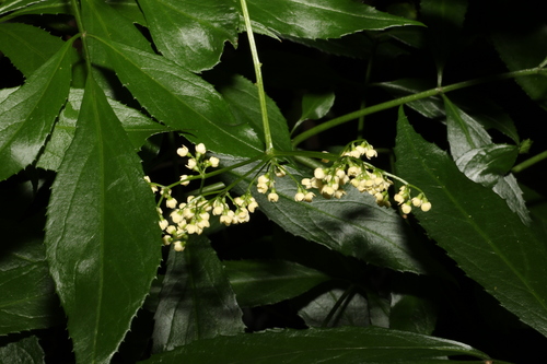 Image of Sambucus australasica by (c) Greg Tasney, some rights reserved (CC BY-SA)