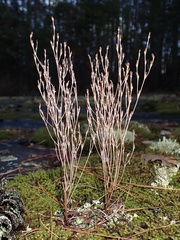 Hypericum gentianoides