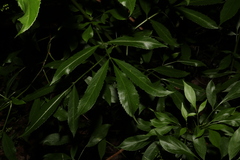 Sambucus australasica