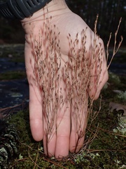 Hypericum gentianoides