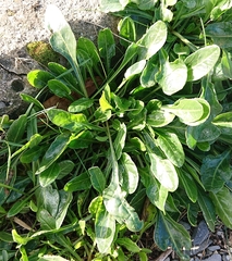 Beta vulgaris