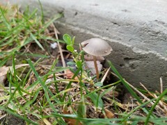 Psathyrella amarescens