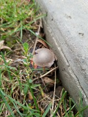 Psathyrella amarescens