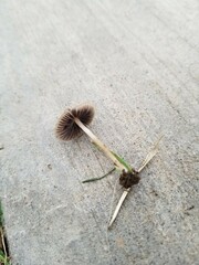 Psathyrella amarescens