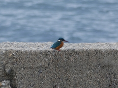 Alcedo atthis ispida
