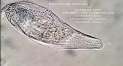 Bothrostoma undulans
