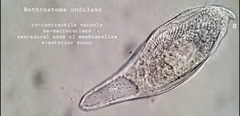 Bothrostoma undulans