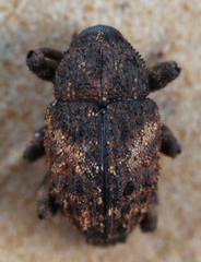 Cryptorhynchus fuscatus