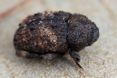 Cryptorhynchus fuscatus