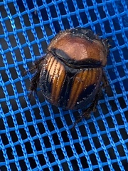 Bolbocerosoma confusum