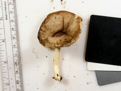 Pluteus hongoi