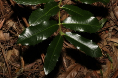 Wilkiea macrophylla