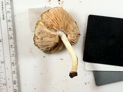 Pluteus hongoi
