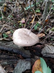 Pluteus hongoi