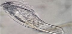Bothrostoma undulans