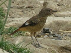 Phoenicurus moussieri