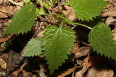 Urtica incisa