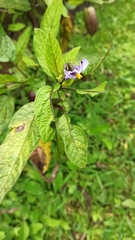 Solanum muricatum