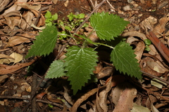 Urtica incisa