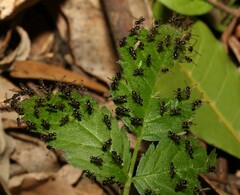 Parapalaeosepsis plebeia