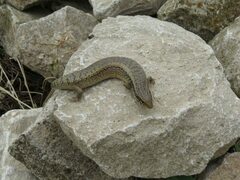 Chalcides ocellatus
