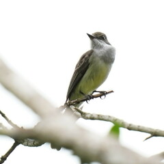 Myiarchus swainsoni