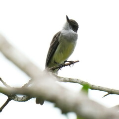 Myiarchus swainsoni
