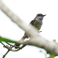 Myiarchus swainsoni