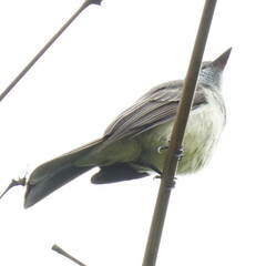 Myiarchus swainsoni