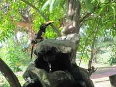 Pteroglossus castanotis