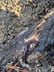 Plethodon websteri