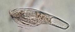 Bothrostoma undulans