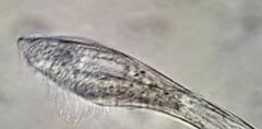 Bothrostoma undulans