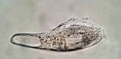 Bothrostoma undulans