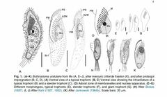 Bothrostoma undulans