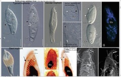 Bothrostoma undulans